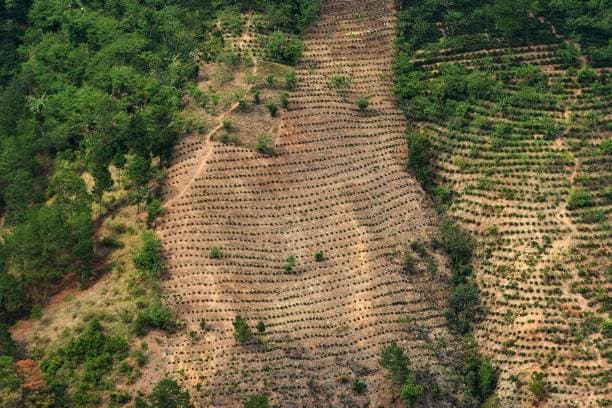 Central American Dry Corridor faces acute food crisis as drought destroys crops