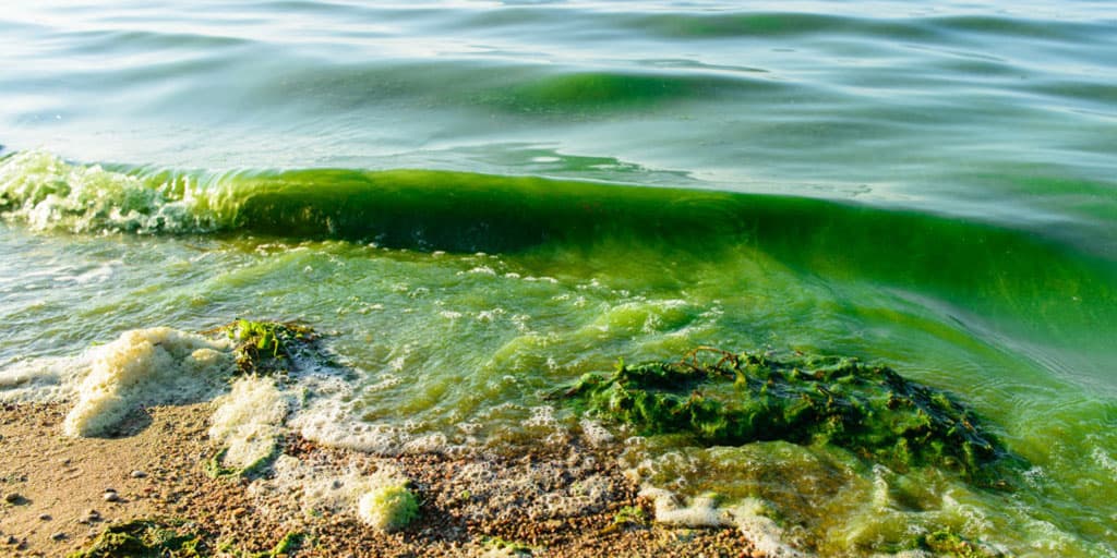 Microalgae bloom shuts five 'Israeli' desalination plants