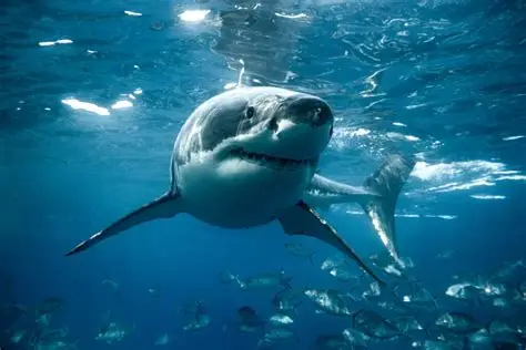 Pakistan unveils historic 10 year action plan for national Shark conservation
