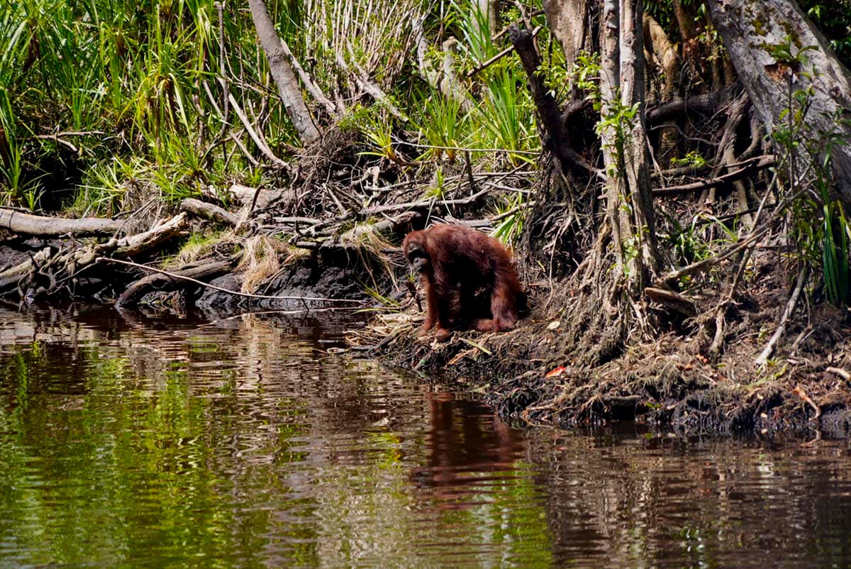 The orangutans did not leave, we pushed them out!